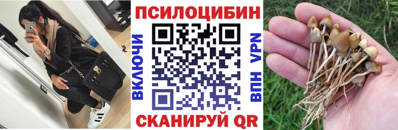 закладки  Свободный  Псилоцибиновые грибы мицелий 